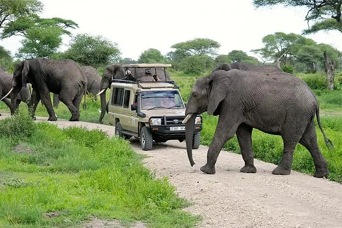 Serengeti collection photo 4